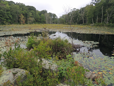 Freshwater Pond